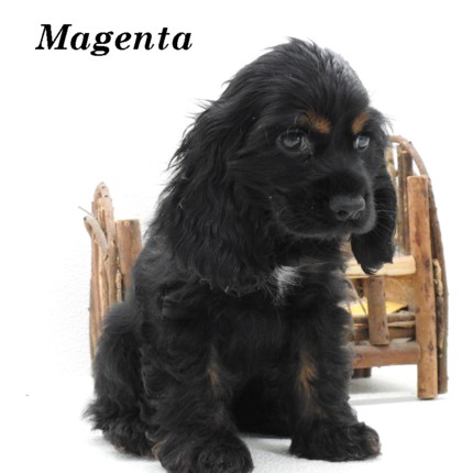 puppy, for, sale, Cocker Spaniel, Joe & Cherri  Overlease, dog, breeder, Miller, MO, dog-breeder, puppy-for-sale, forsale, nearby, find, puppyfind, locator, puppylocator, aca